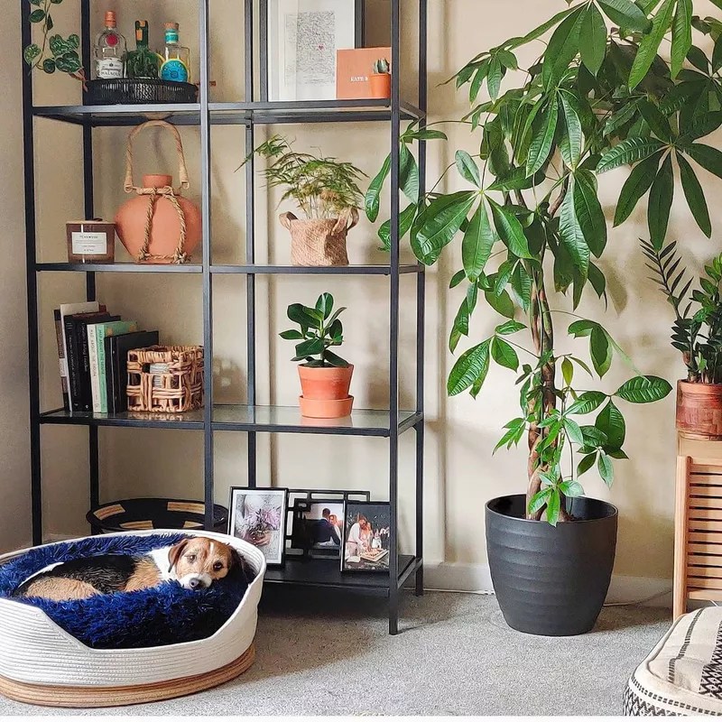 11-plantas-internas-para-quem-gosta-de-exuberancia-casacombr-mydomaine-6