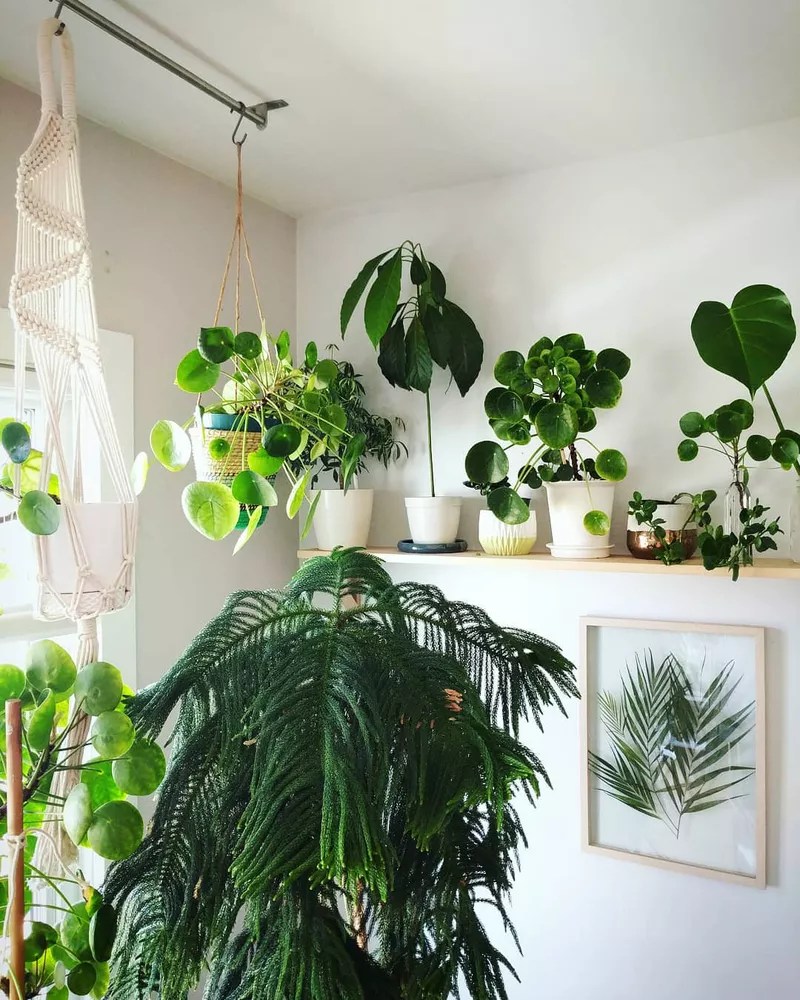 11-plantas-internas-para-quem-gosta-de-exuberancia-casacombr-mydomaine-9