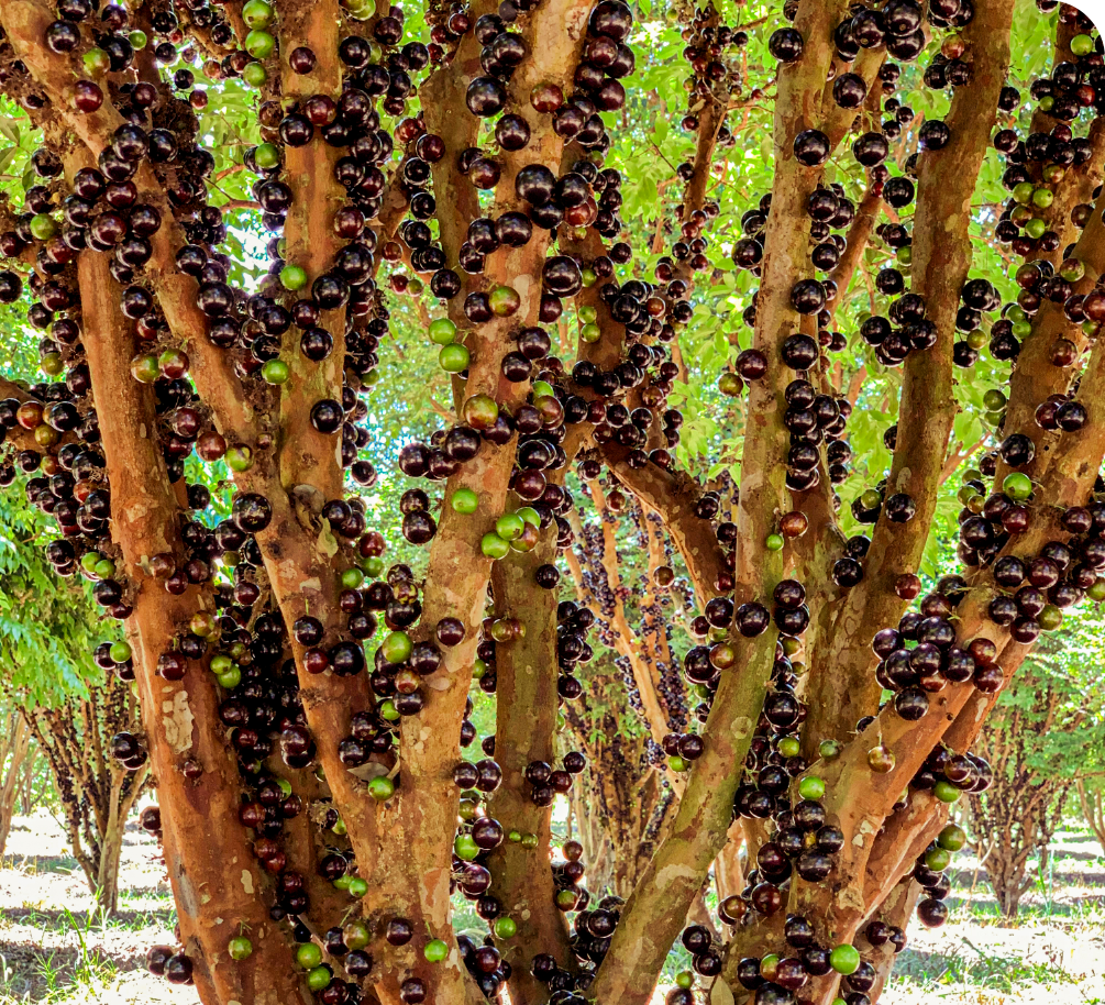 3-como-cultivar-jabuticabeira-a-paixao-nacional