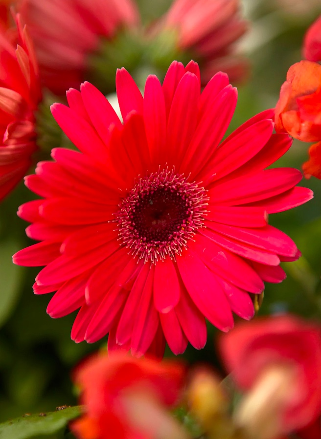 Como-cuidar-de-gérberas-03