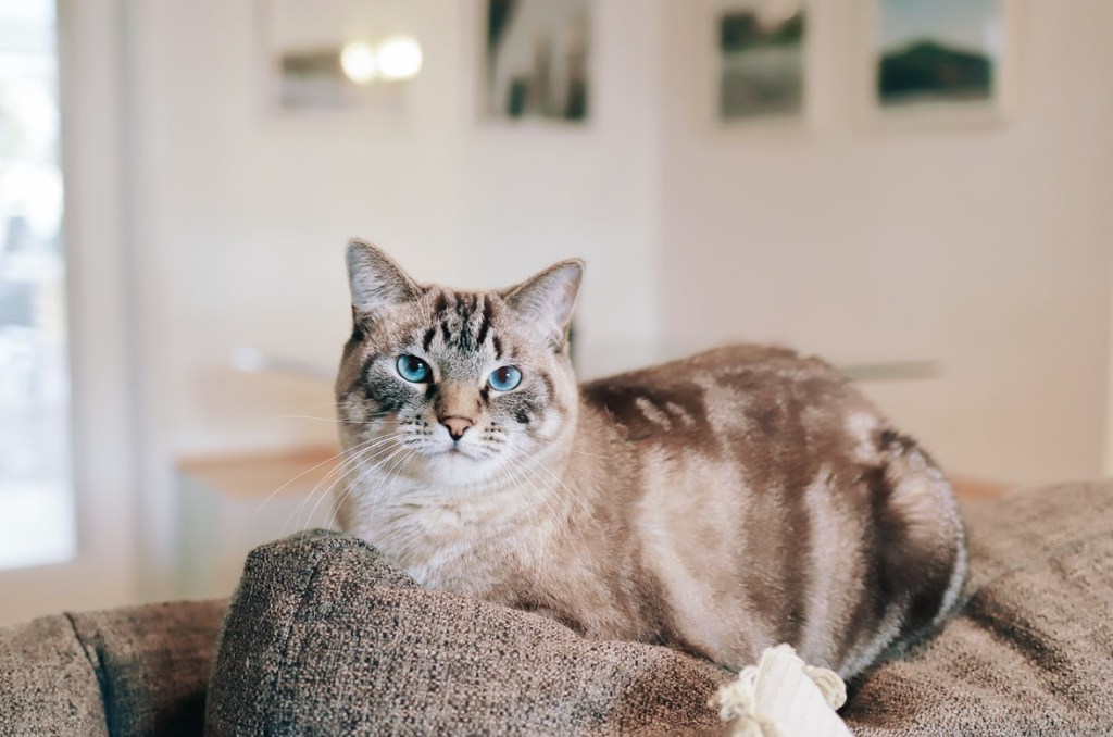 Sofás e pets: saiba como manter a harmonia no lar