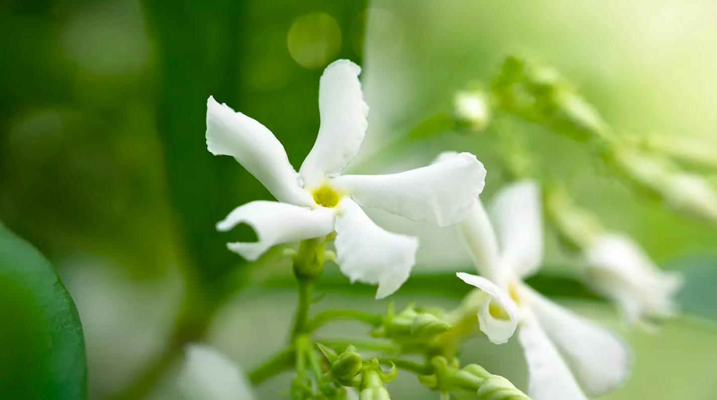 Como-cultivar-jasmim-01