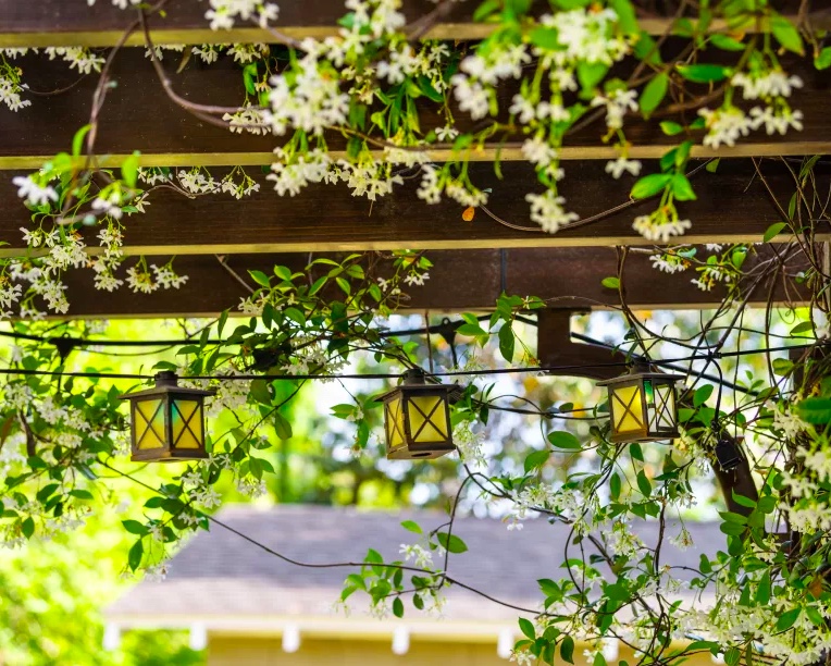 Como-cultivar-jasmim-02