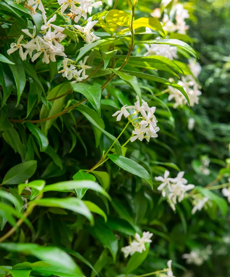 Como-cultivar-jasmim-05