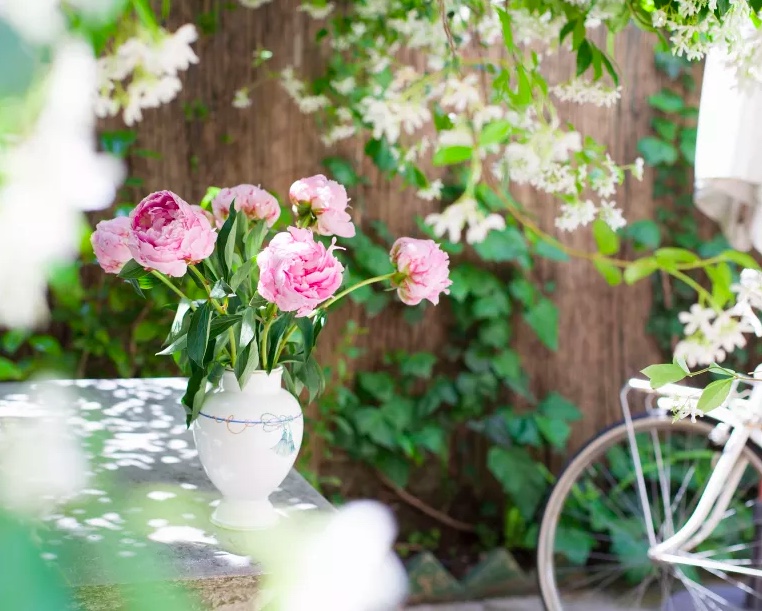 Como-cultivar-jasmim-08