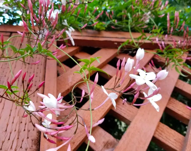 Como-cultivar-jasmim-11