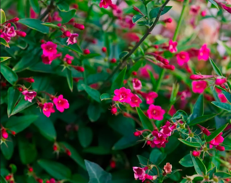 Como-cultivar-jasmim-15