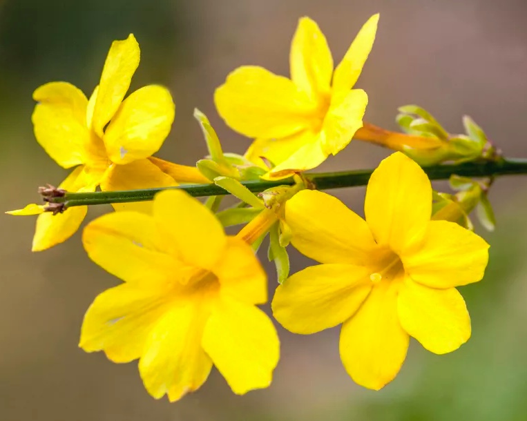 Como-cultivar-jasmim-16