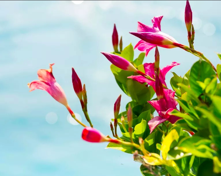 Como-cultivar-jasmim-17