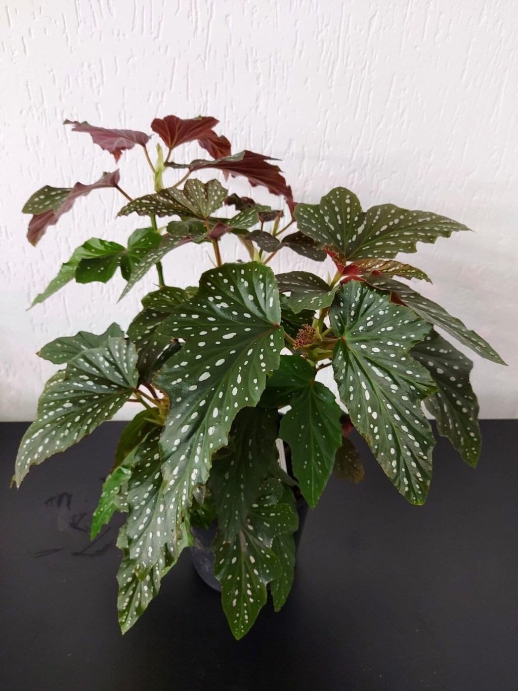 Begônia begonia como cuidar maculata rex elatior