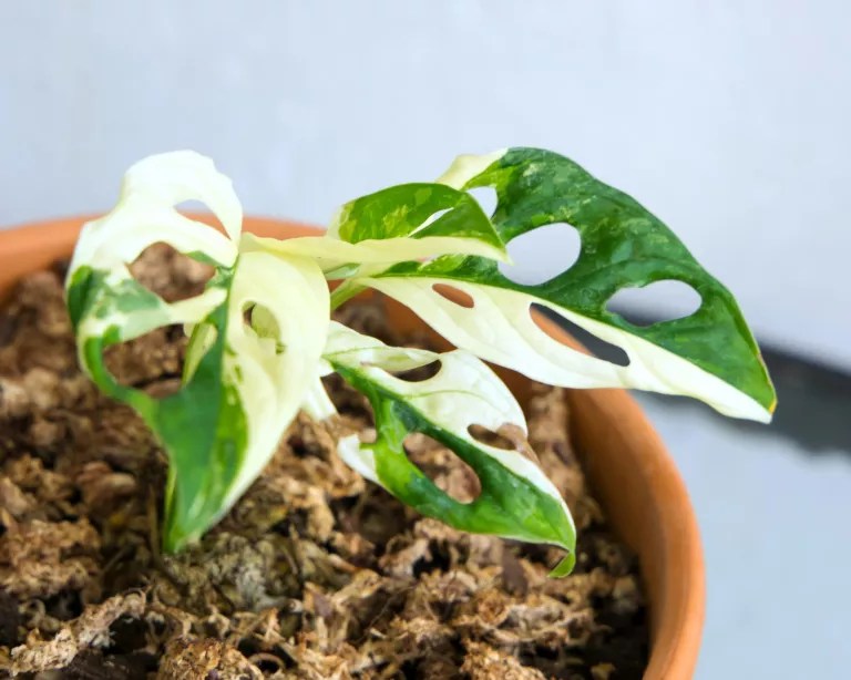 Quais são as plantas mais caras do mundo?