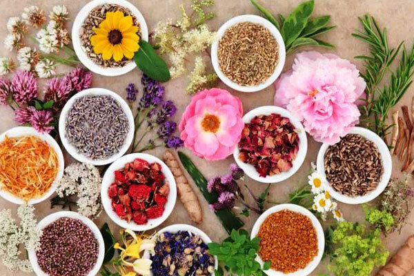 plantas-terapeuticas-tehrantime.=02
