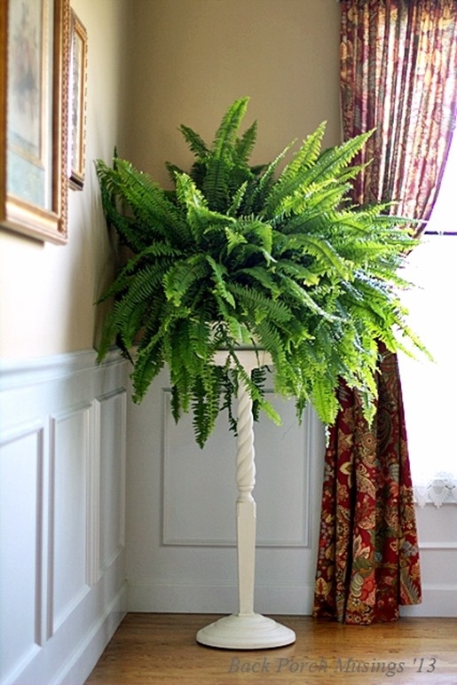 Samambaia em suporte em formato de pilar branco.