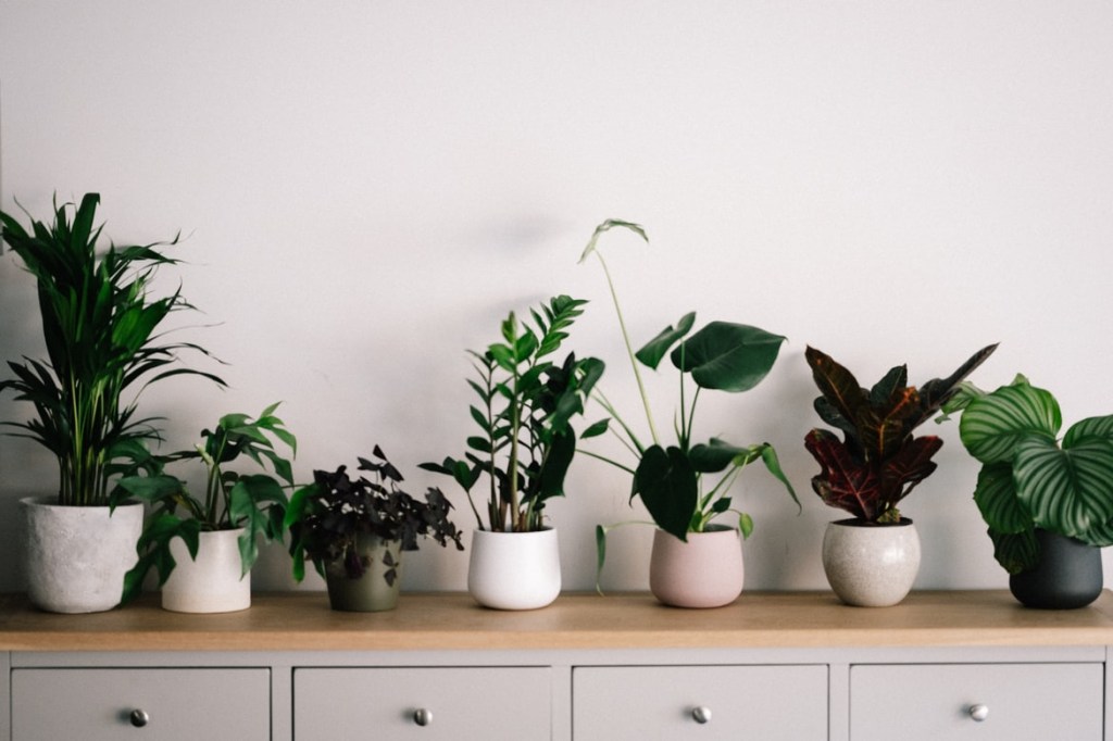 10-plantas-preferidas-de-cada-continente-casa.com-buffet-com-varias-plantas-em-vasos-unsplash-annie-spratt