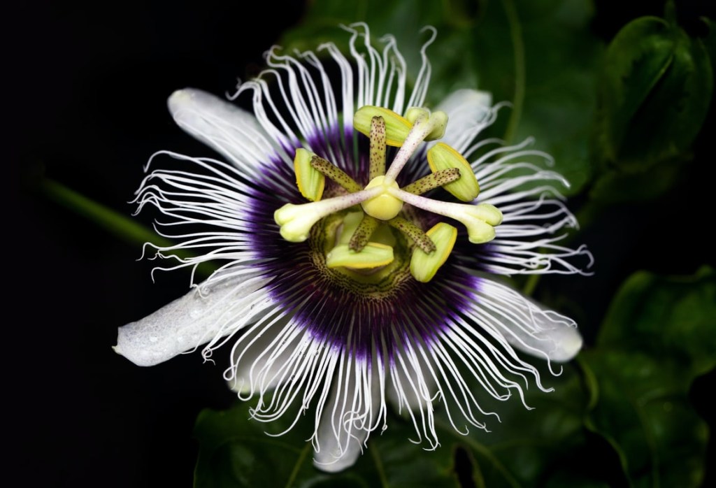 2-plantas-preferidas-de-cada-continente-casa.com-maracuja-azul-passiflora-caerulea-unsplash-david-clode