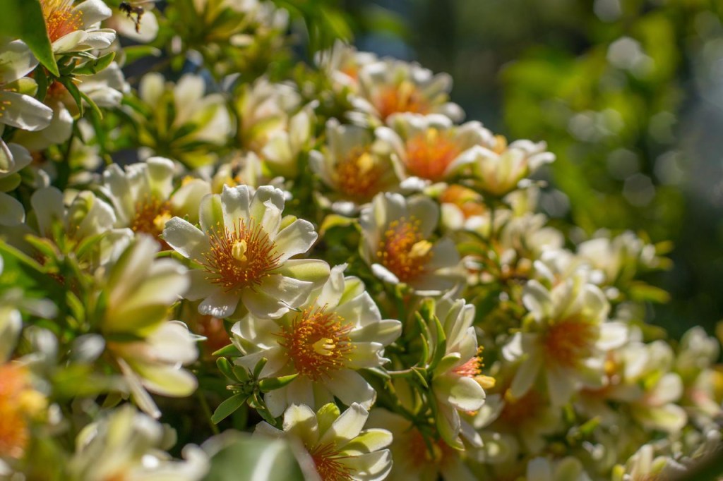 Ora-pro-nóbis: o que é e quais os benefícios para a saúde e pro lar