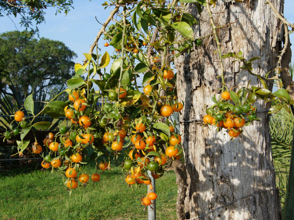 PANCs: conheça as plantas que podem decorar sua casa e matar sua fome