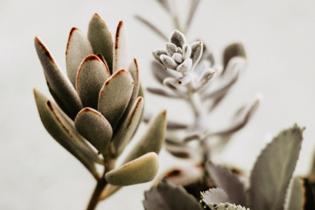 7-plantas-preferidas-de-cada-continente-casa.com-​​Kalanchoe-tomentosa-orelha-de-gato-unsplash-gabriel