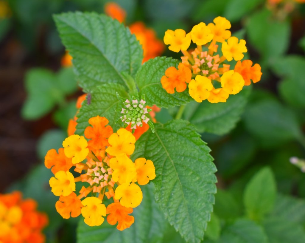 8-plantas-preferidas-de-cada-continente-casa.com-​​lantana-camara-unsplash-chun-kit-soo