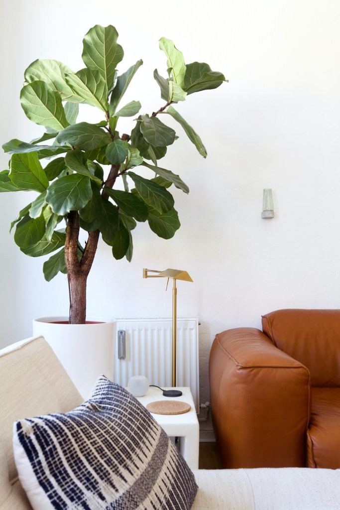 9-plantas-preferidas-de-cada-continente-casa.com-​​ficus-lyrata-figuera-lira-unsplash-beazy