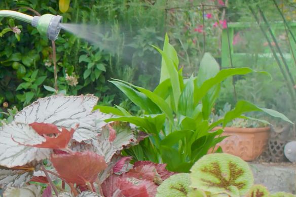 Voc&ecirc;-sabe-como-limpar-suas-plantinhas-03