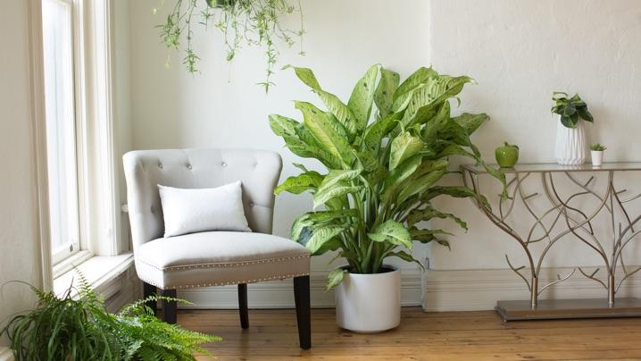 Vaso de comigo ningu&eacute;m pode ao lado de uma porta.