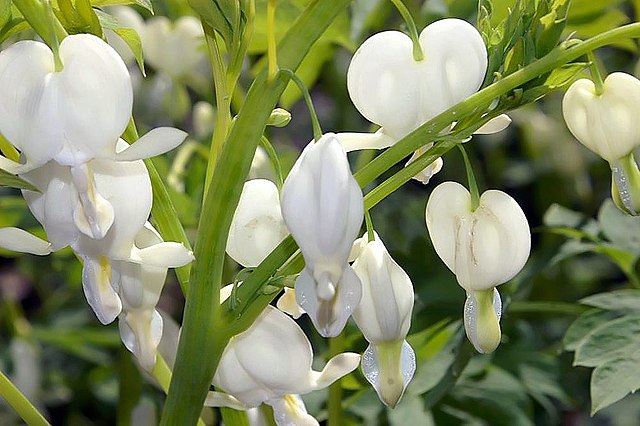 Nome dramático, flor delicada: como cultivar coração sangrento