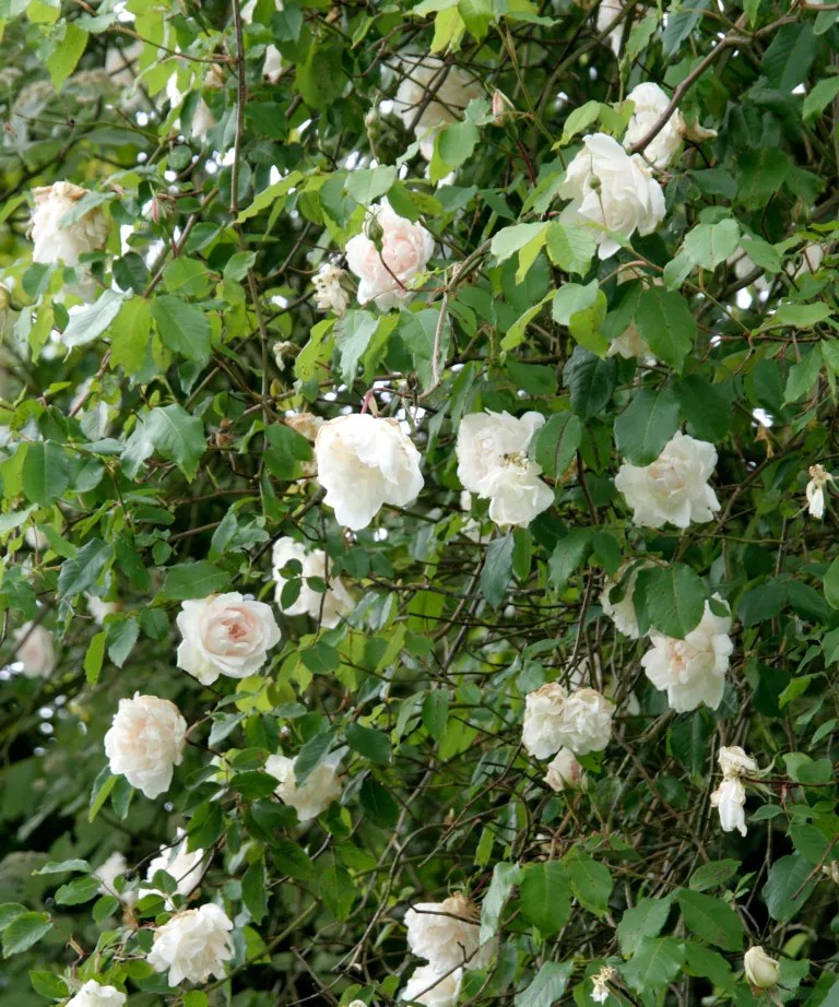 Rosa ‘Madame Alfred Carrière’