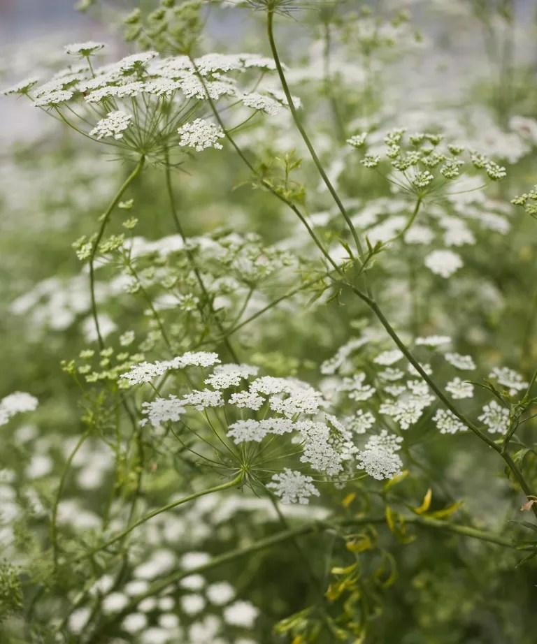 Ammi Majus