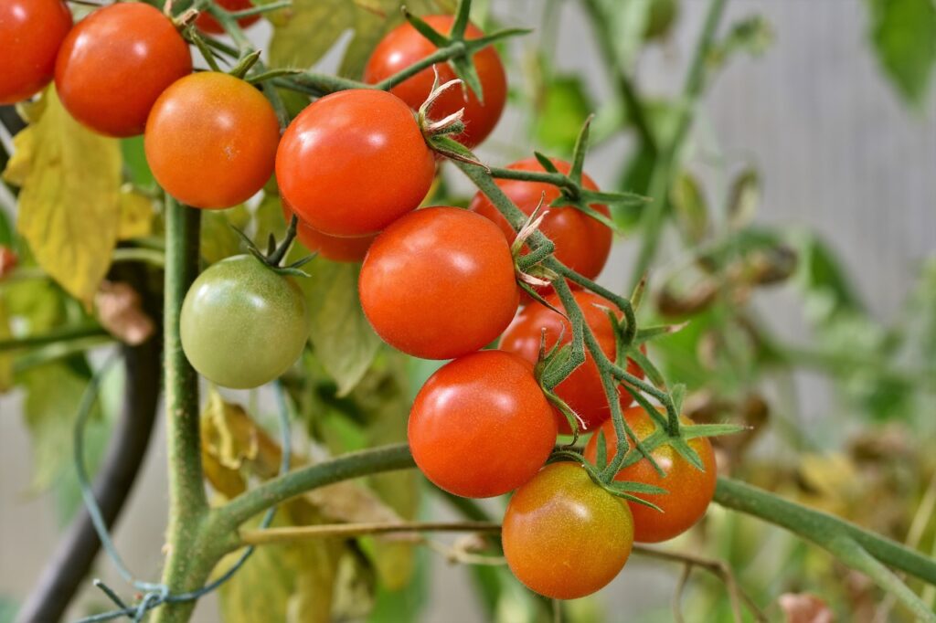 Tomates cereja no pé