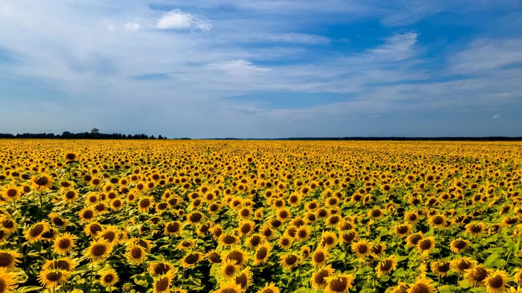 Campo de girassóis