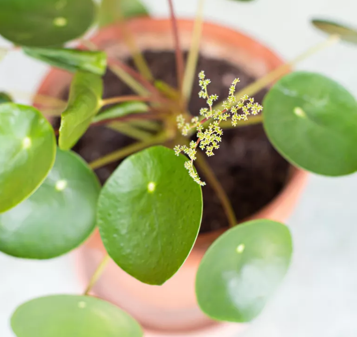 Pilea peperomioides