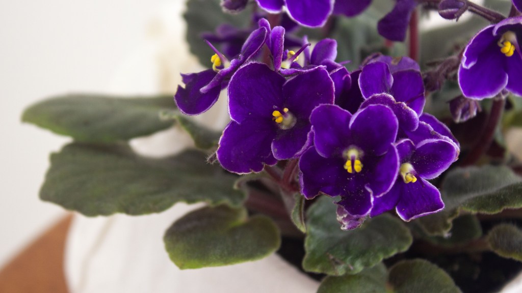 Detalhe flor violeta roxa