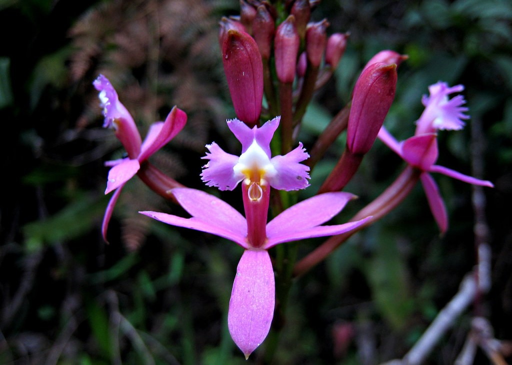 Epidendrum secundum