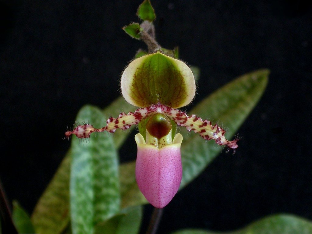 Orquídea Sapatinho