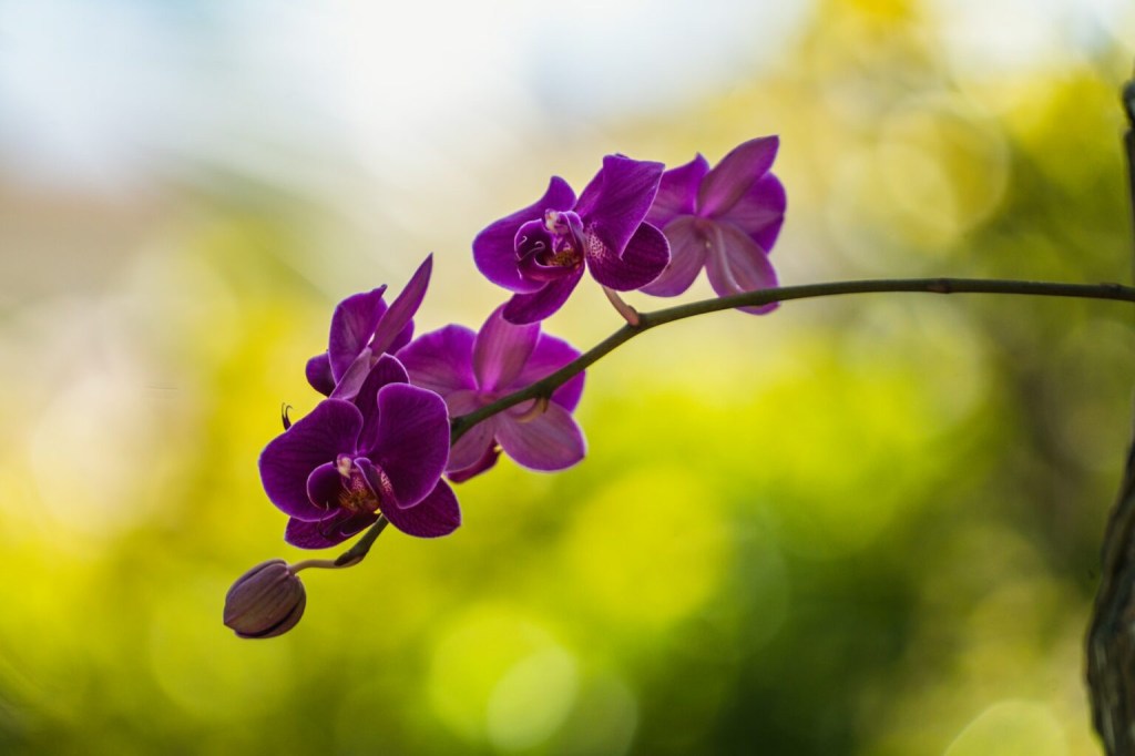 Orquídea magenta