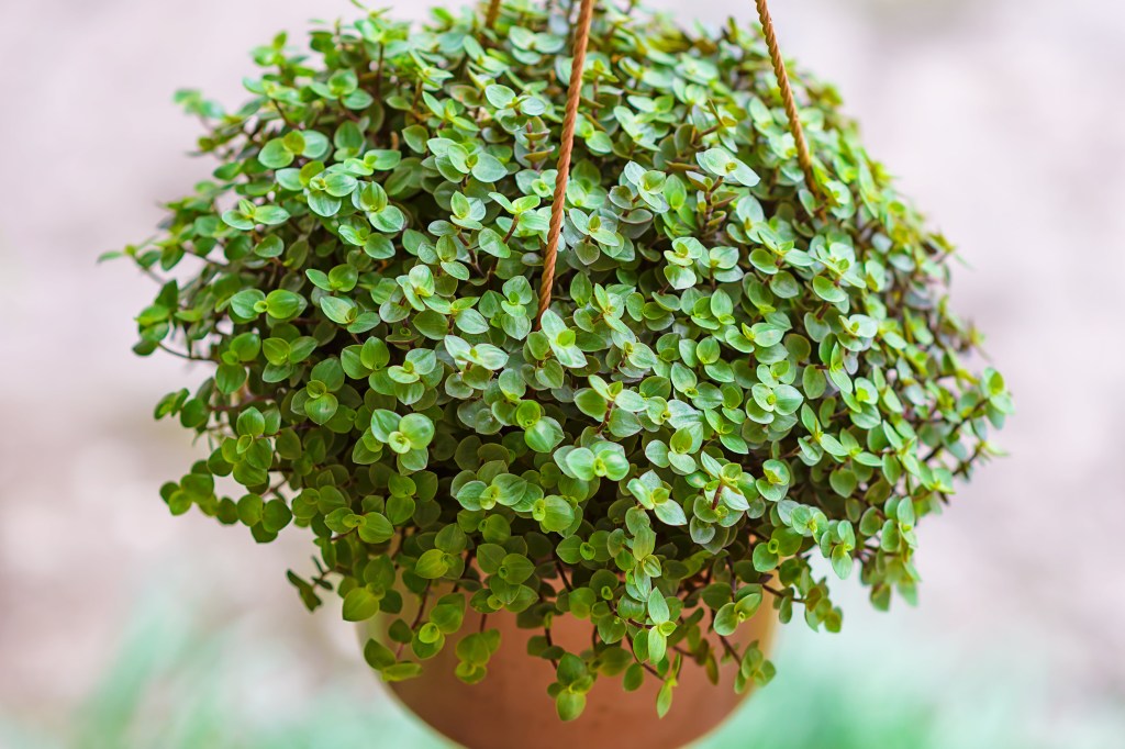 7 plantas que atraem boa energia, prosperidade, riqueza e protegem a casa