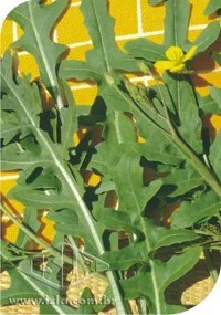 Rúcula Silvestre Rúcula Silvestre