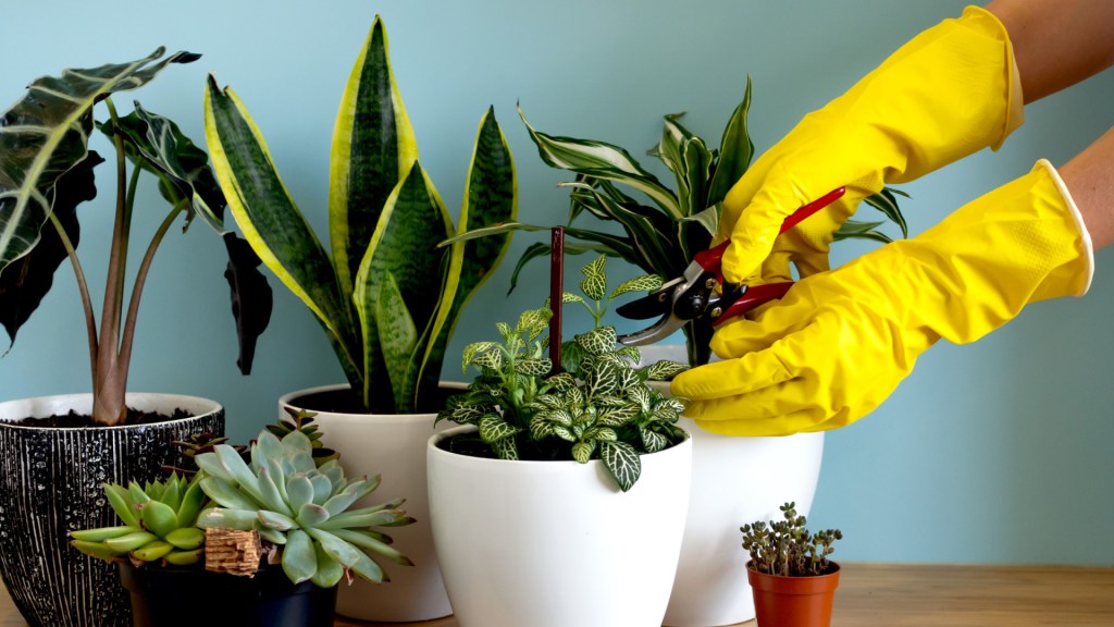 5 dicas para lidar com insetos em ambientes com plantas e jardins