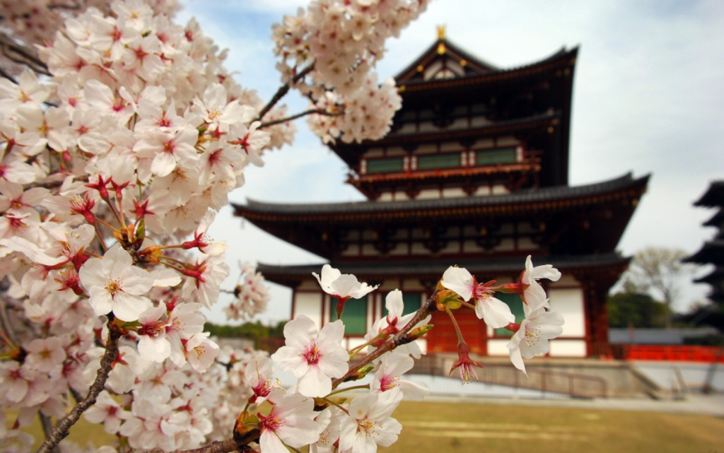 Árvore cerejeira (sakura) em templo japonês.