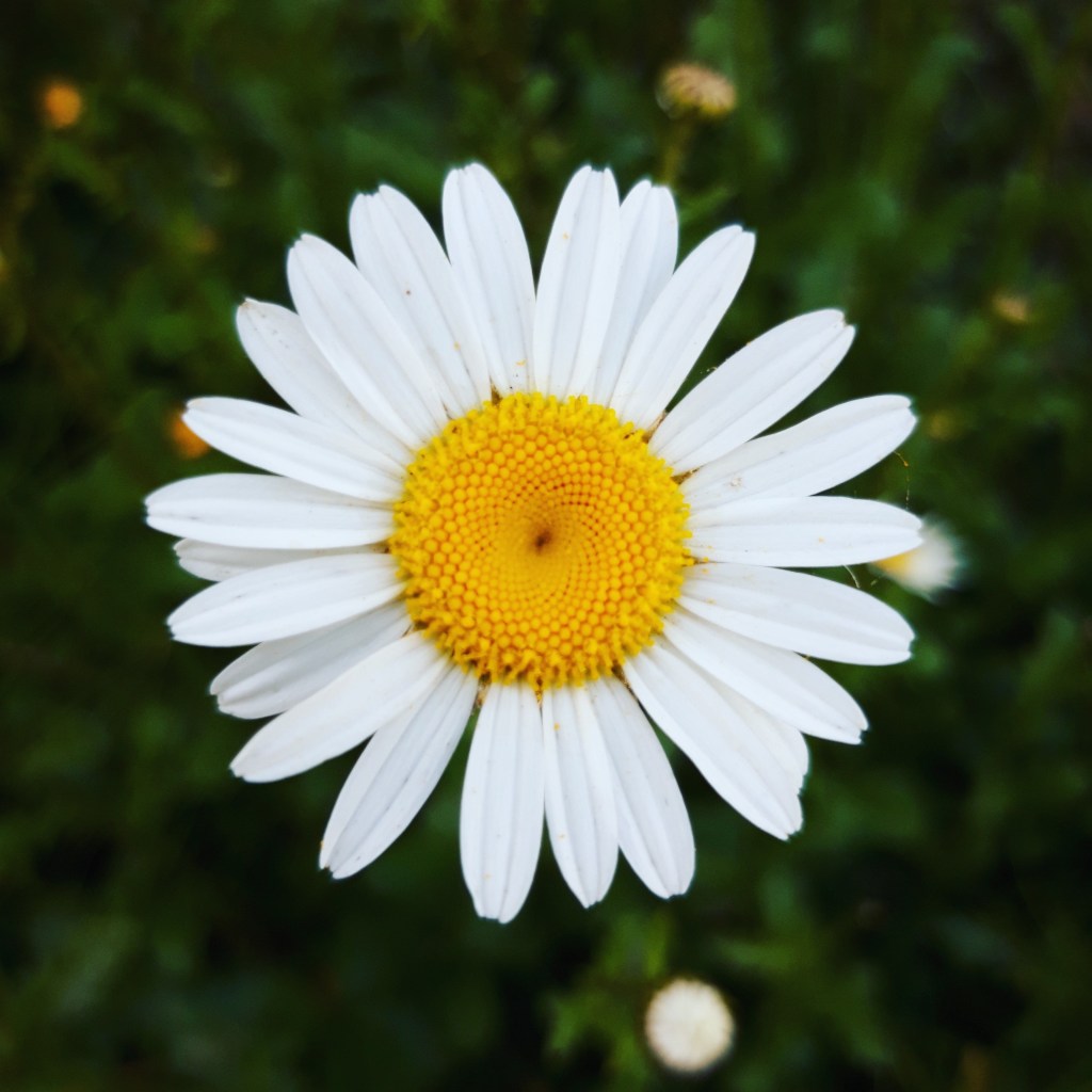 Como plantar margaridas: dicas de cultivo, rega, poda e tipos populares.