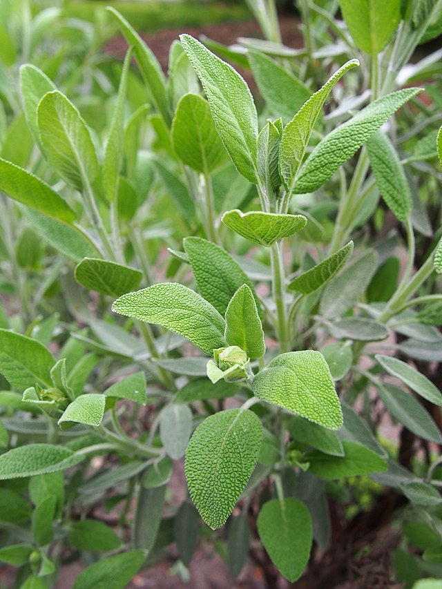 Quais plantas espantam o mosquito da dengue? Veja espécies e uma receita de repelente. Na foto, Sálvia (Salvia officinalis)