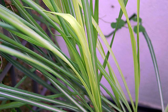 Quais plantas espantam o mosquito da dengue? Veja espécies e uma receita de repelente. Na foto, Citronela (Cymbopogon nardus)