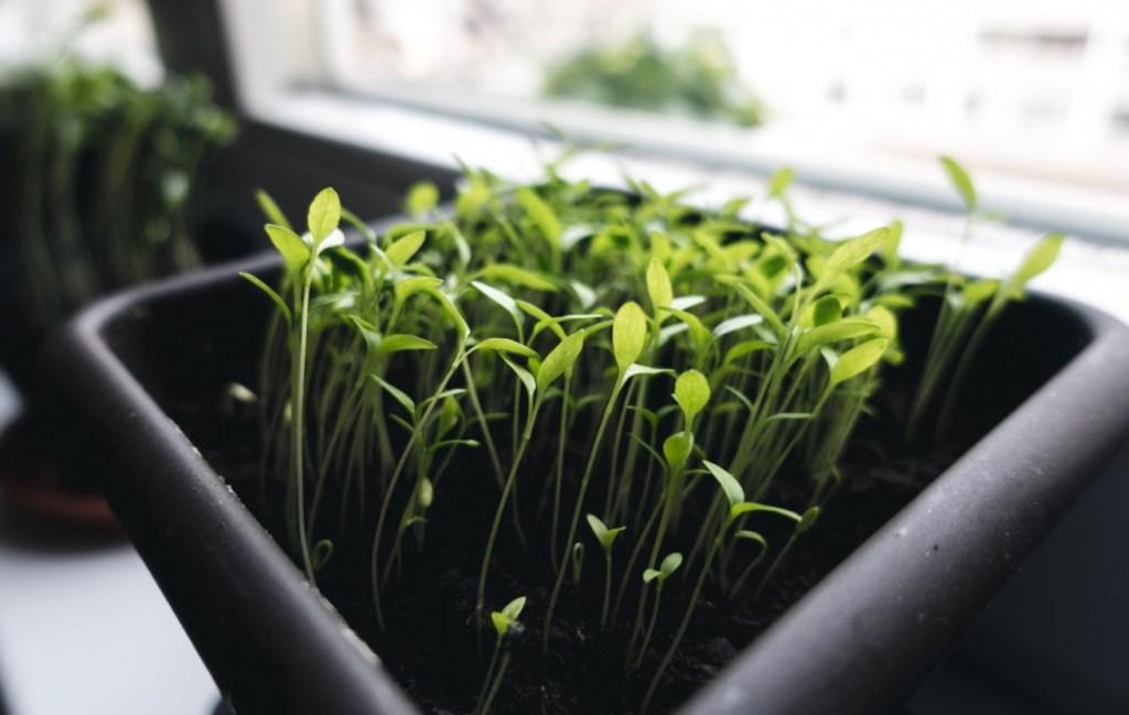 O que você pode plantar na sua horta em abril